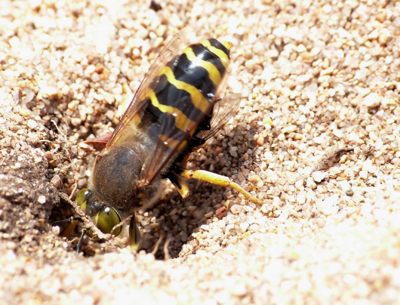 Bembix rostrata che portano prede in tana